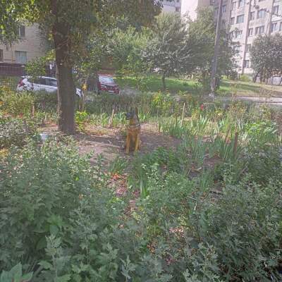 Купить квартиру - Киев, Степана Васильченко (Васильченко) ул.12, Чоколовка. Продажа недвижимости - Соломенский район, вторичный рынок и новострой недорого, цена до 38500$, объявление №1821268 фото 12