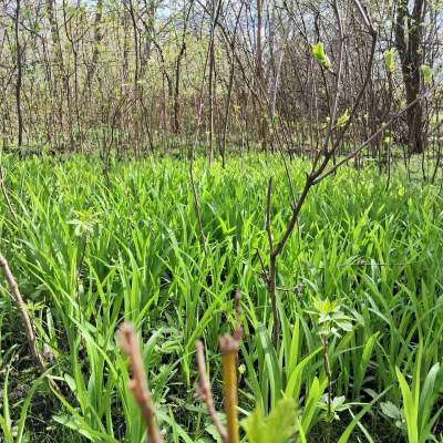 Купить участок - Киевская обл., Пшенична, Марьяновка с.. Продажа недвижимости - Васильковский, вторичный рынок и новострой недорого, цена до 15000$, объявление №1962255 фото 2