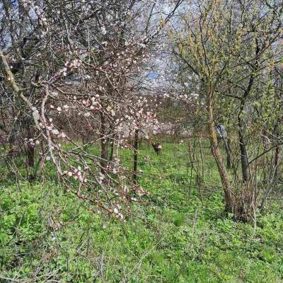 Купить участок - Киевская обл., Пшенична, Марьяновка с.. Продажа недвижимости - Васильковский, вторичный рынок и новострой недорого, цена до 15000$, объявление №1962255 фото 10