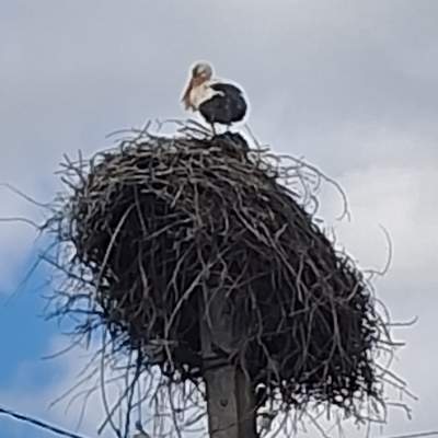 Купить участок - Киевская обл., Пшенична, Марьяновка с.. Продажа недвижимости - Васильковский, вторичный рынок и новострой недорого, цена до 15000$, объявление №1962255 фото 19