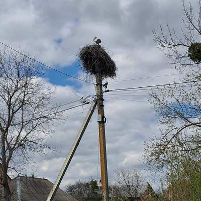 Купить участок - Киевская обл., Пшенична, Марьяновка с.. Продажа недвижимости - Васильковский, вторичный рынок и новострой недорого, цена до 15000$, объявление №1962255 фото 20
